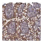 Merck Anti-AQP11 antibody produced in rabbit