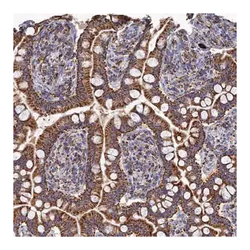 Merck Anti-AQP11 antibody produced in rabbit