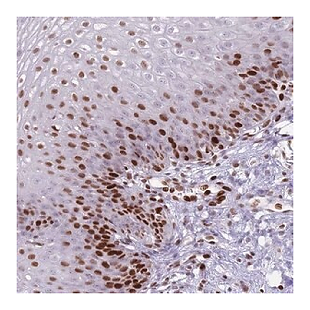 Merck Anti-MFSD10 antibody produced in rabbit