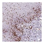 Merck Anti-MFSD10 antibody produced in rabbit