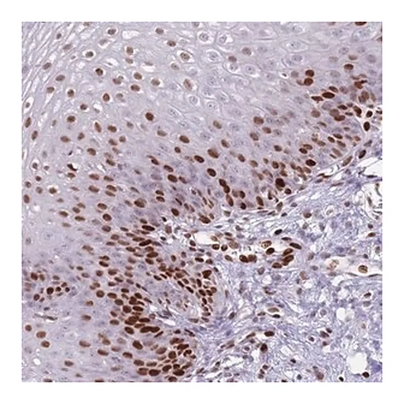 Merck Anti-MFSD10 antibody produced in rabbit