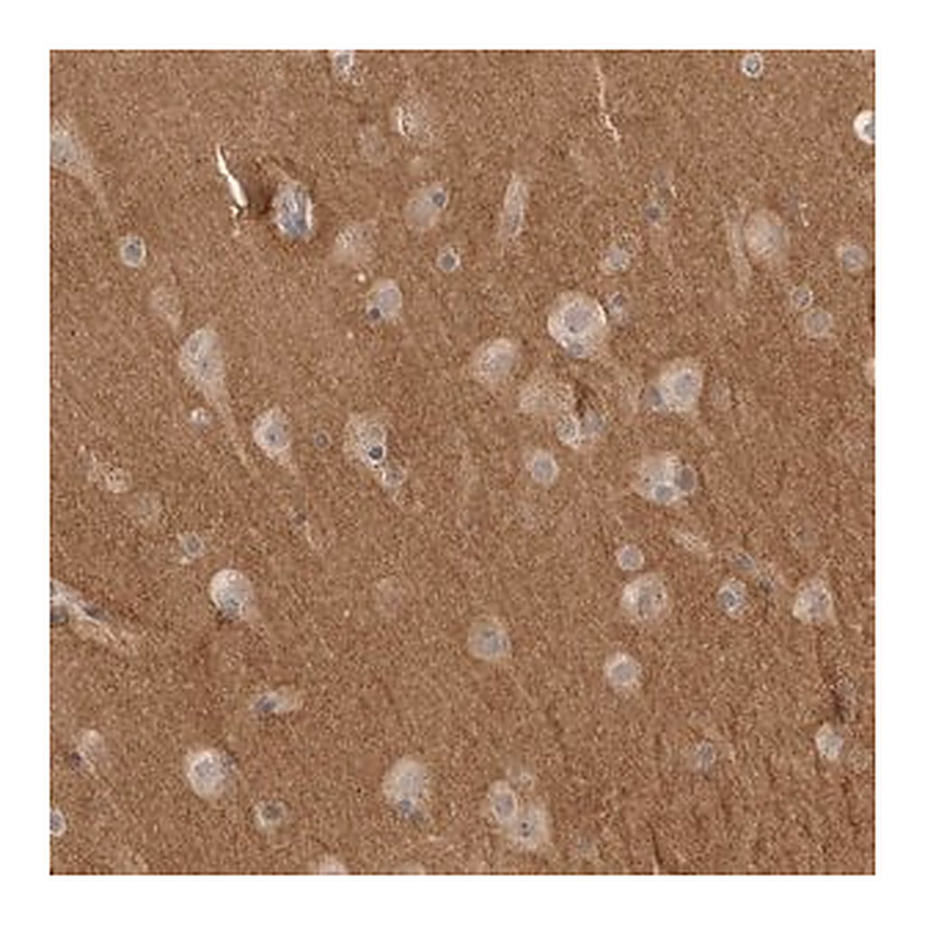 Merck Anti-NRCAM antibody produced in rabbit