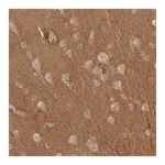 Merck Anti-NRCAM antibody produced in rabbit
