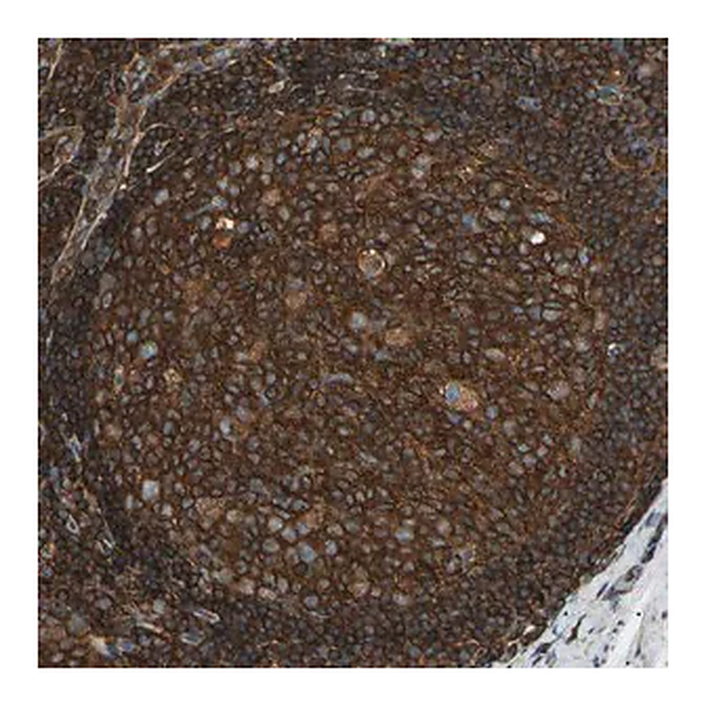 Merck Anti-ARPC2 antibody produced in rabbit