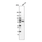 Merck Anti-SETD6 antibody produced in rabbit