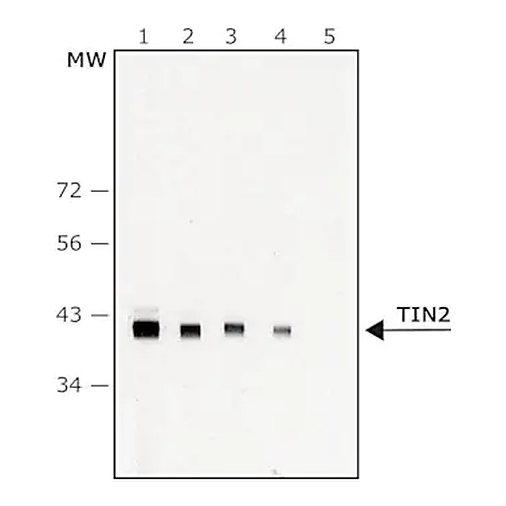 Merck Anti-TIN2 antibody, Mouse monoclonal
