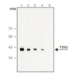 Merck Anti-TIN2 antibody, Mouse monoclonal