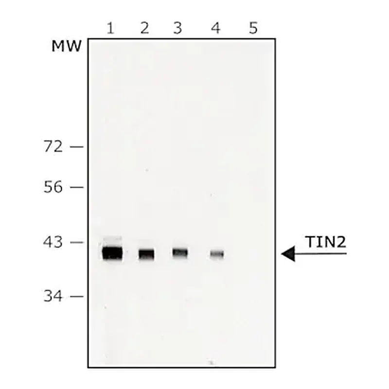 Merck Anti-TIN2 antibody, Mouse monoclonal