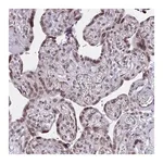 Merck Anti-DOCK11 antibody produced in rabbit