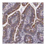 Merck Anti-SYNJ2BP antibody produced in rabbit