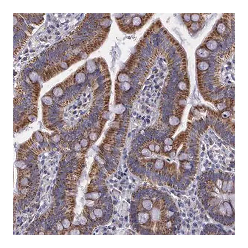 Merck Anti-SYNJ2BP antibody produced in rabbit