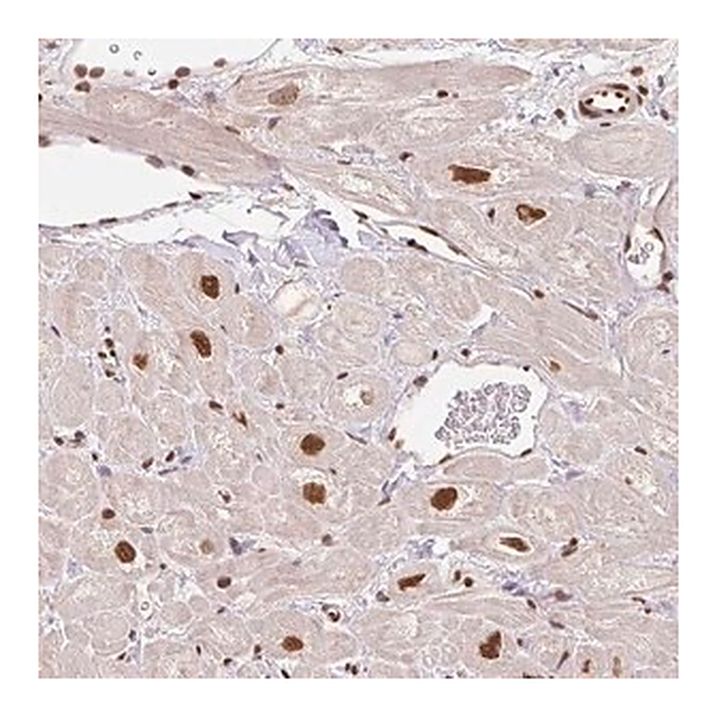 Merck Anti-GLTSCR1 antibody produced in rabbit