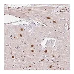 Merck Anti-GLTSCR1 antibody produced in rabbit