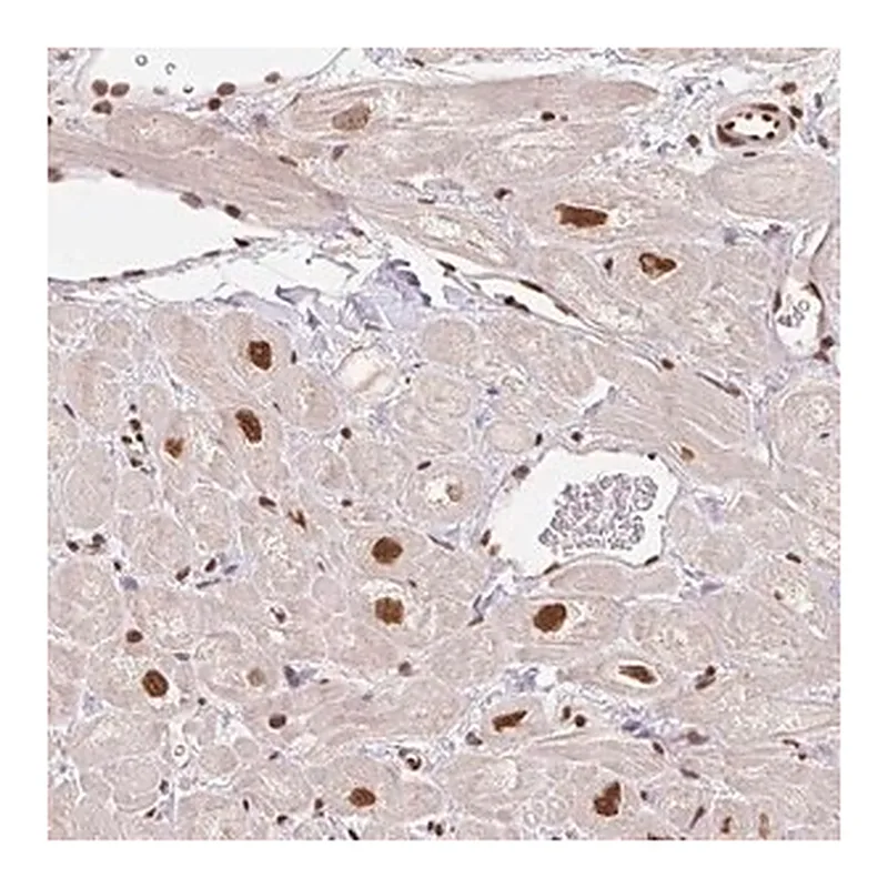 Merck Anti-GLTSCR1 antibody produced in rabbit
