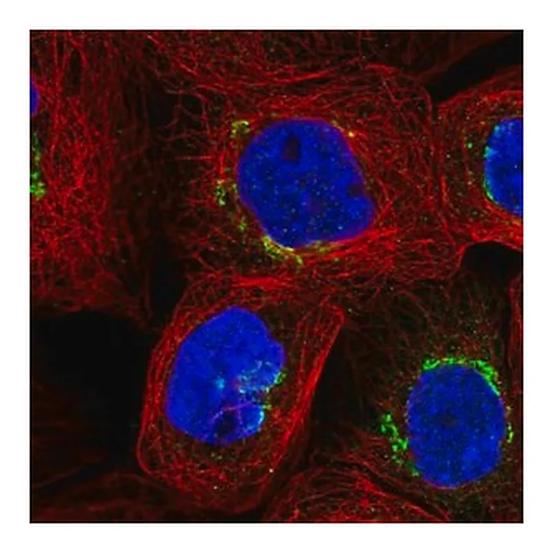 Merck Anti-GLB1 antibody produced in rabbit