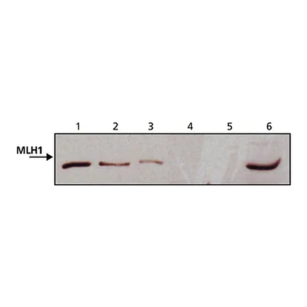 Merck Anti-MLH1 (N-terminal) antibody produced in rabbit