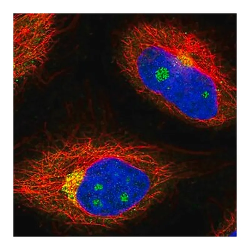 Merck Anti-NCOA4 antibody produced in rabbit