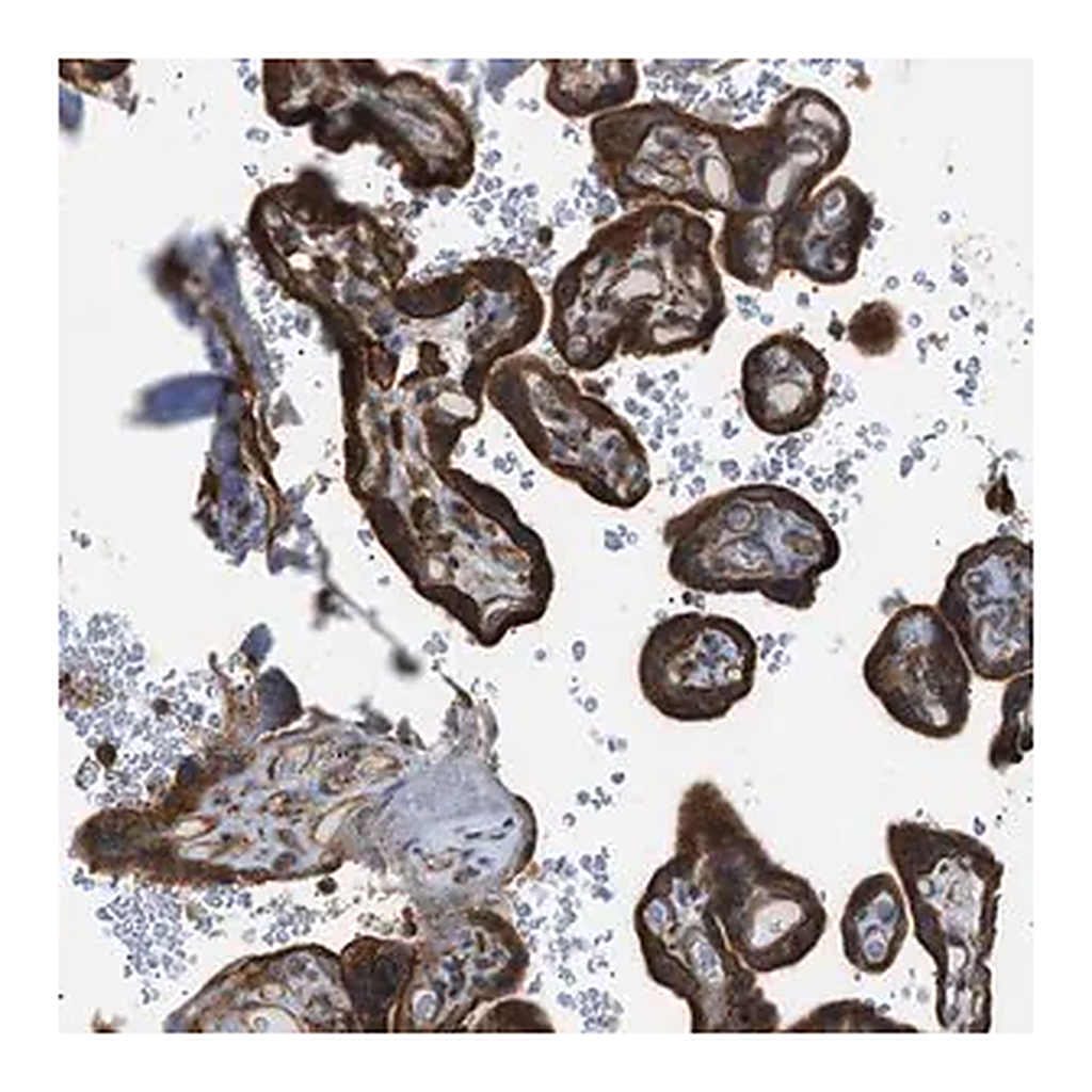Merck Anti-DYRK1A antibody produced in rabbit