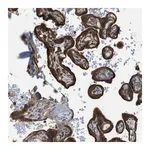 Merck Anti-DYRK1A antibody produced in rabbit