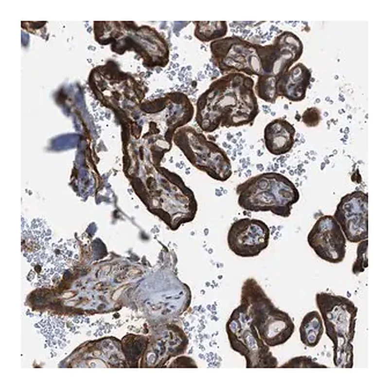 Merck Anti-DYRK1A antibody produced in rabbit