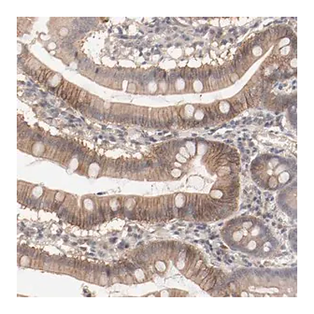 Merck Anti-IL3RA antibody produced in rabbit