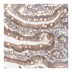 Merck Anti-IL3RA antibody produced in rabbit