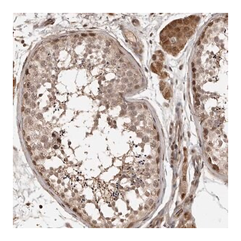 Merck Anti-CLOCK antibody produced in rabbit