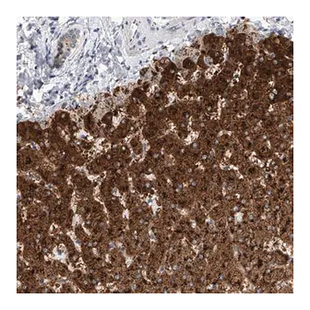 Merck Anti-SLC22A7 antibody produced in rabbit