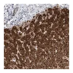 Merck Anti-SLC22A7 antibody produced in rabbit