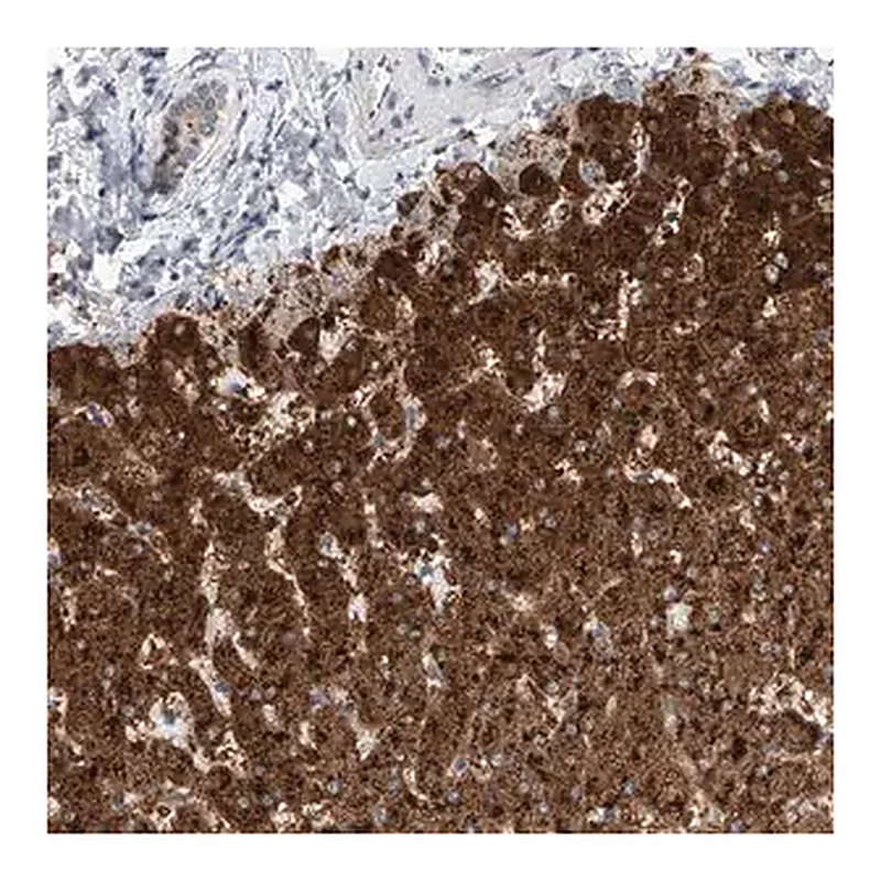 Merck Anti-SLC22A7 antibody produced in rabbit
