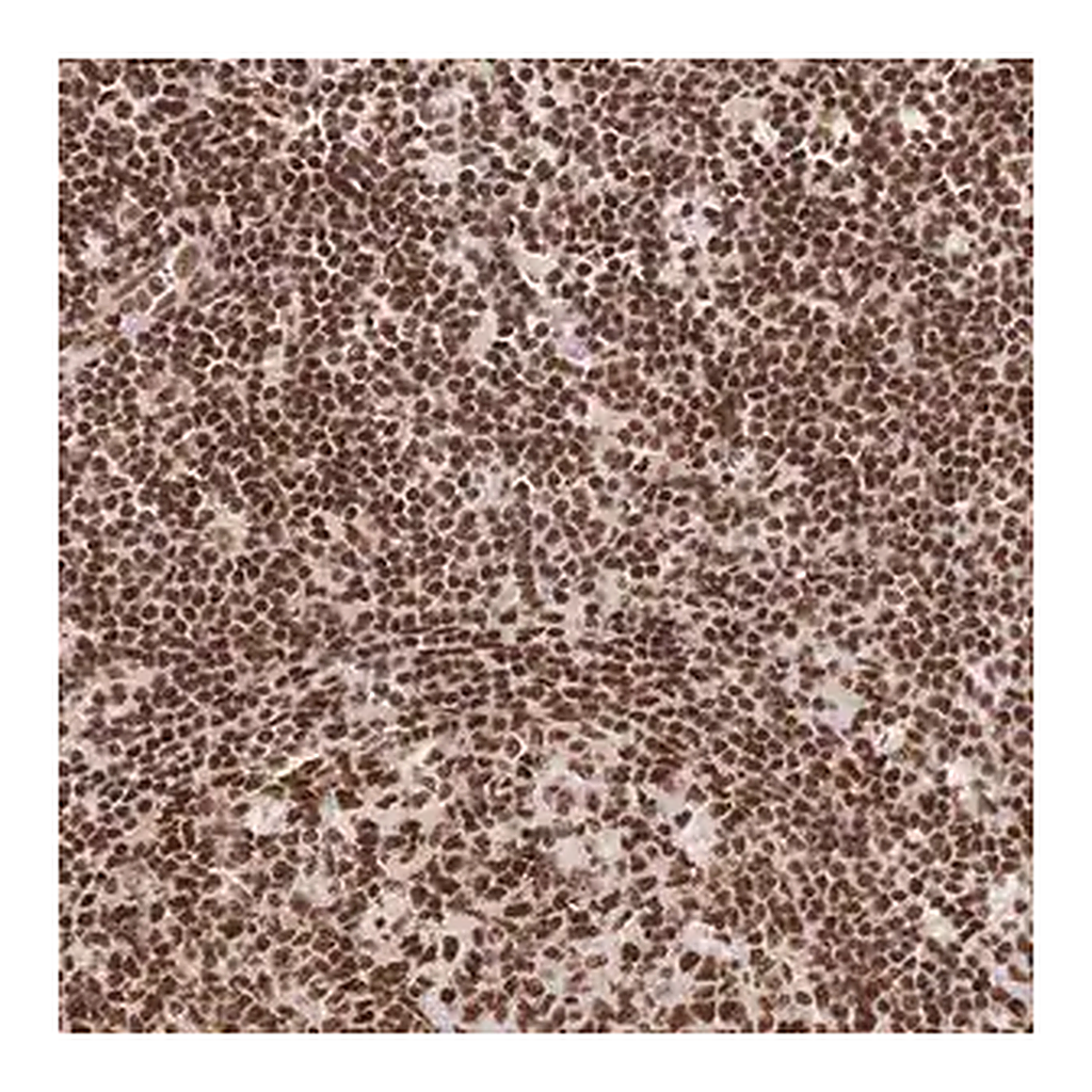 Merck Anti-SRSF1 antibody produced in rabbit