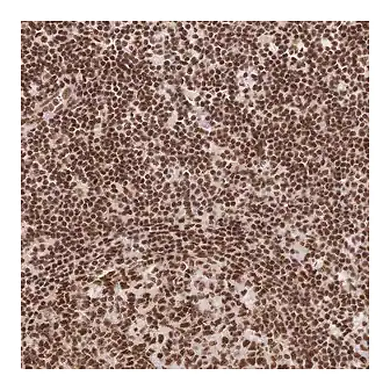 Merck Anti-SRSF1 antibody produced in rabbit