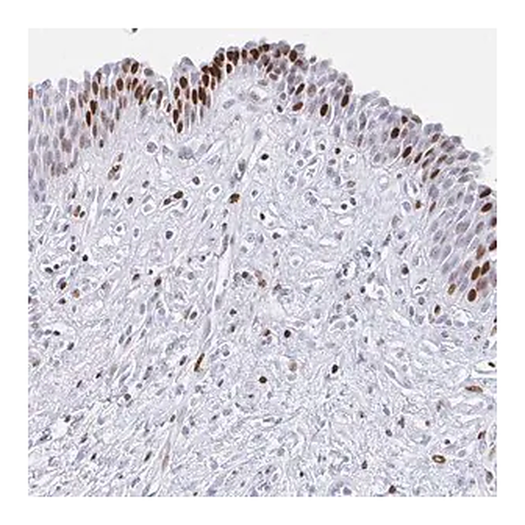 Merck Anti-SRSF3 antibody produced in rabbit