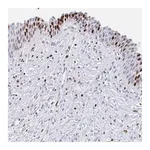 Merck Anti-SRSF3 antibody produced in rabbit