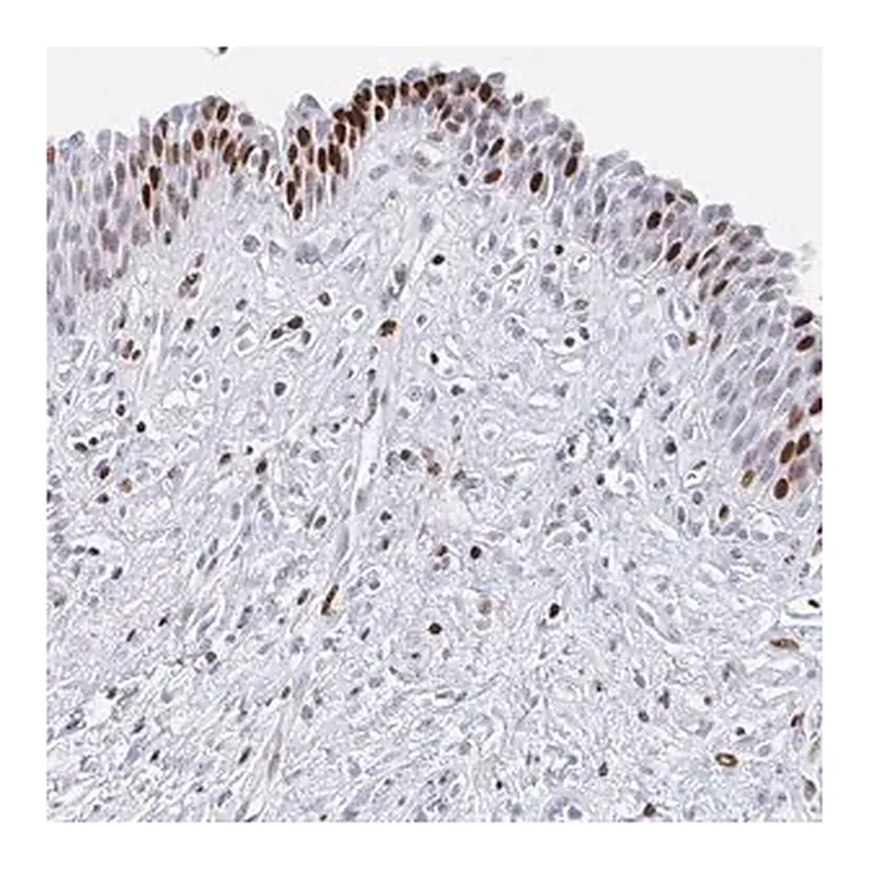 Merck Anti-SRSF3 antibody produced in rabbit
