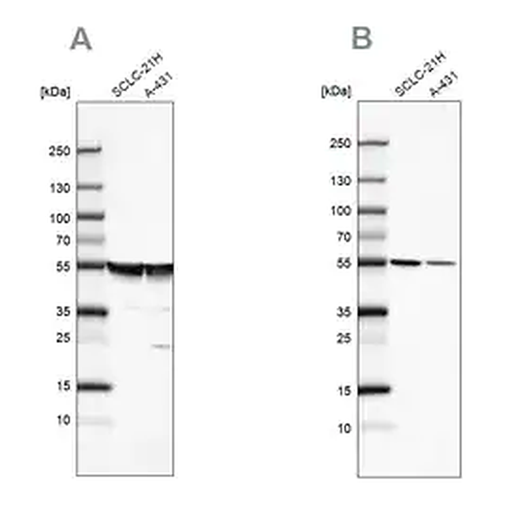 Merck Anti-TUBA1A antibody produced in rabbit
