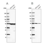 Merck Anti-TUBA1A antibody produced in rabbit