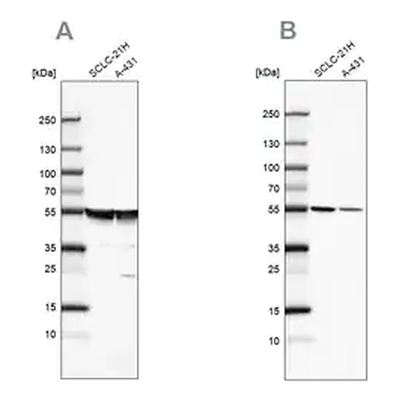 Merck Anti-TUBA1A antibody produced in rabbit