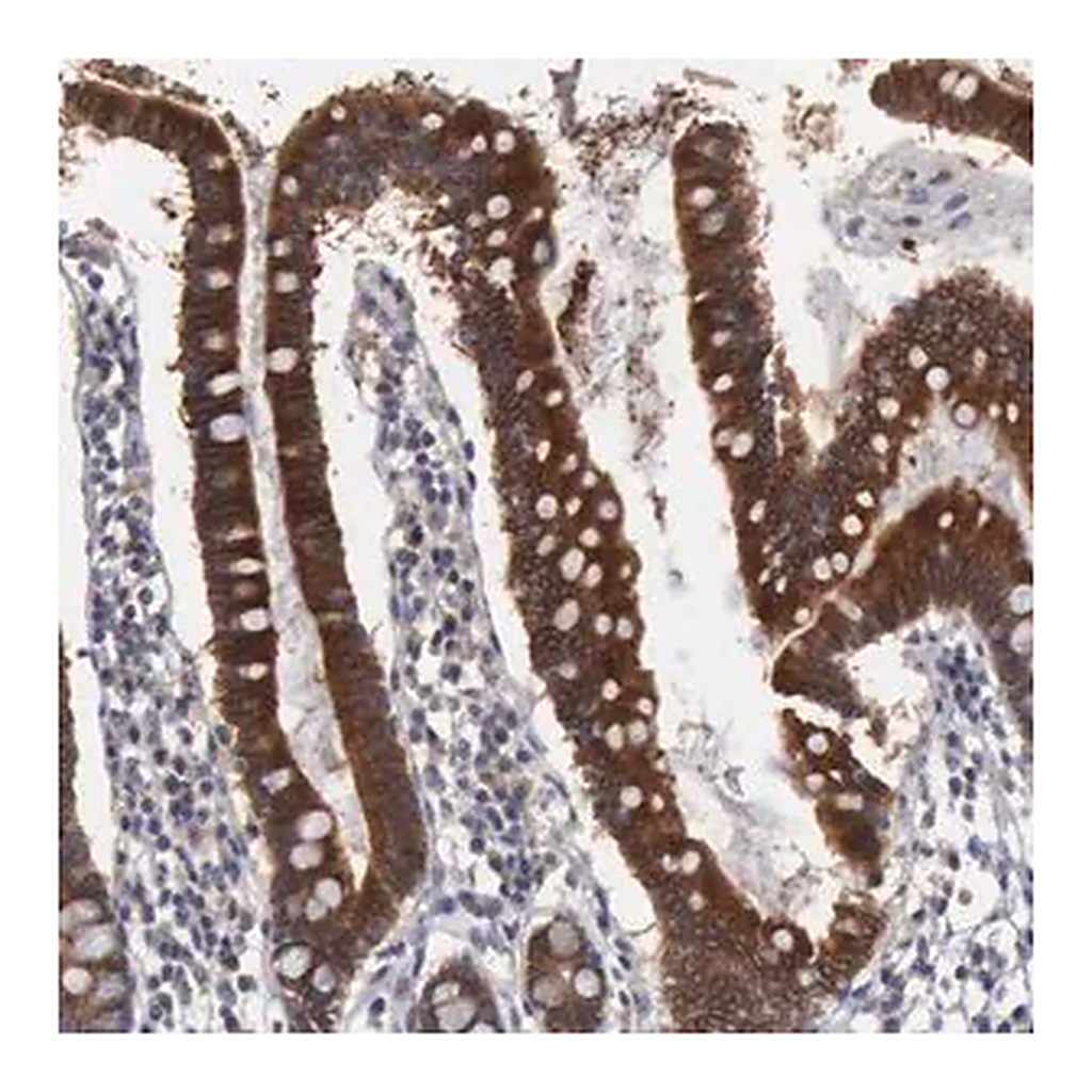 Merck Anti-AMN antibody produced in rabbit