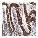 Merck Anti-AMN antibody produced in rabbit