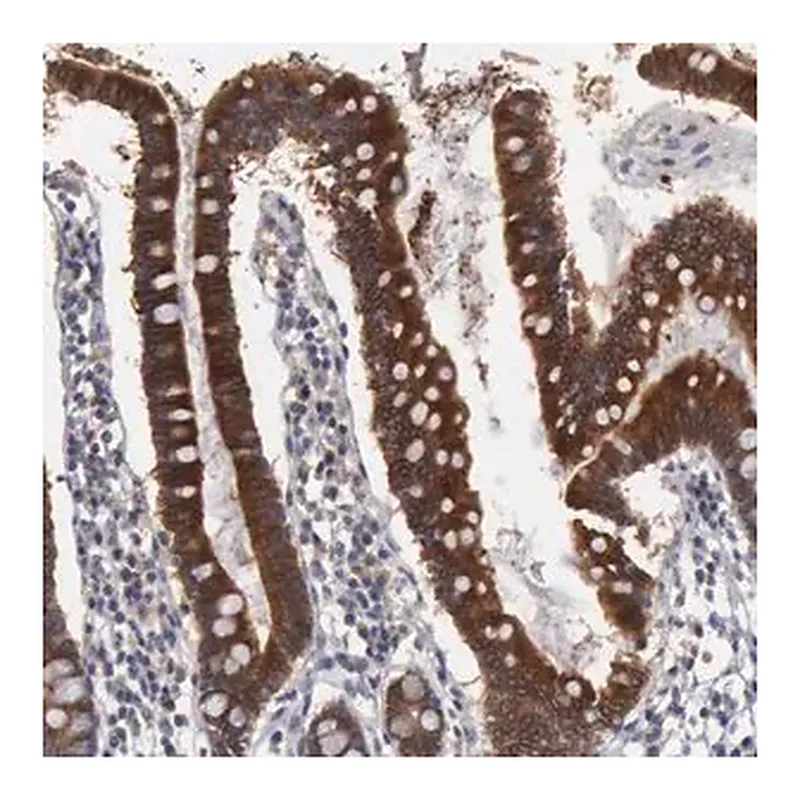 Merck Anti-AMN antibody produced in rabbit