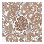 Merck Anti-OSBPL9 antibody produced in rabbit