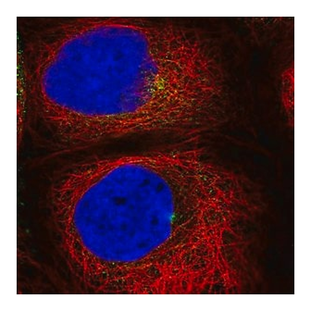 Merck Anti-RAB11A antibody produced in rabbit