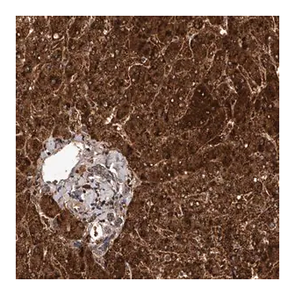 Merck Anti-FGFR4 antibody produced in rabbit