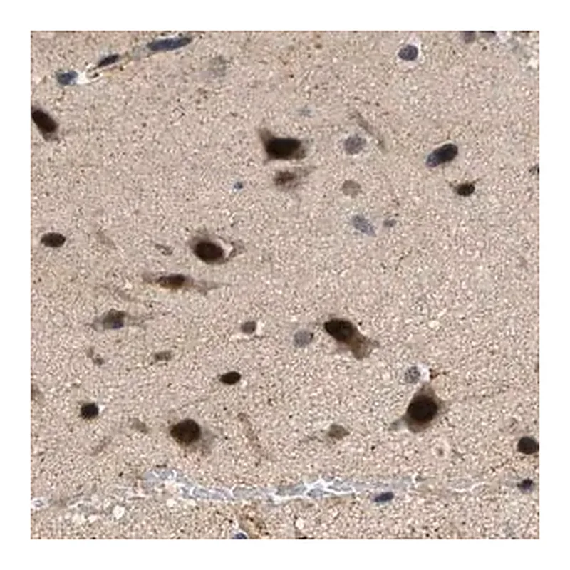 Merck Anti-LARP6 antibody produced in rabbit