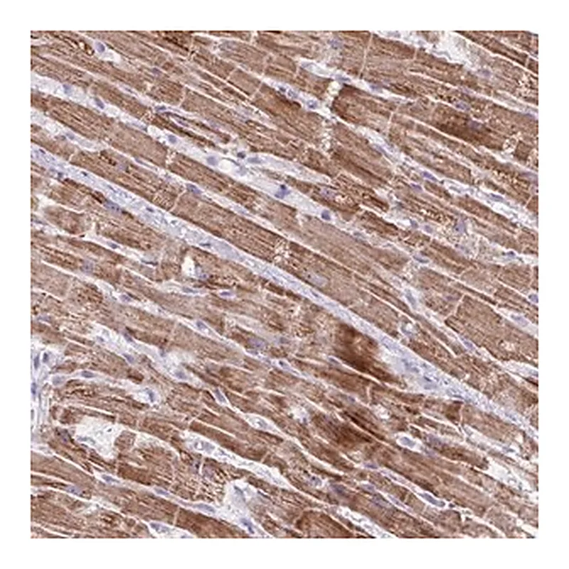Merck Anti-MT-ND4 antibody produced in rabbit
