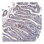 Merck Anti-NRARP antibody produced in rabbit