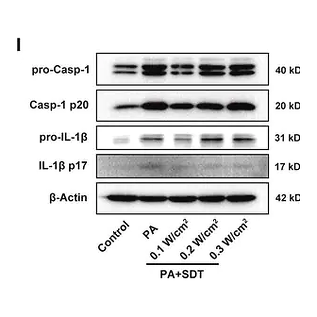 Merck Anti-CASP1 antibody produced in rabbit