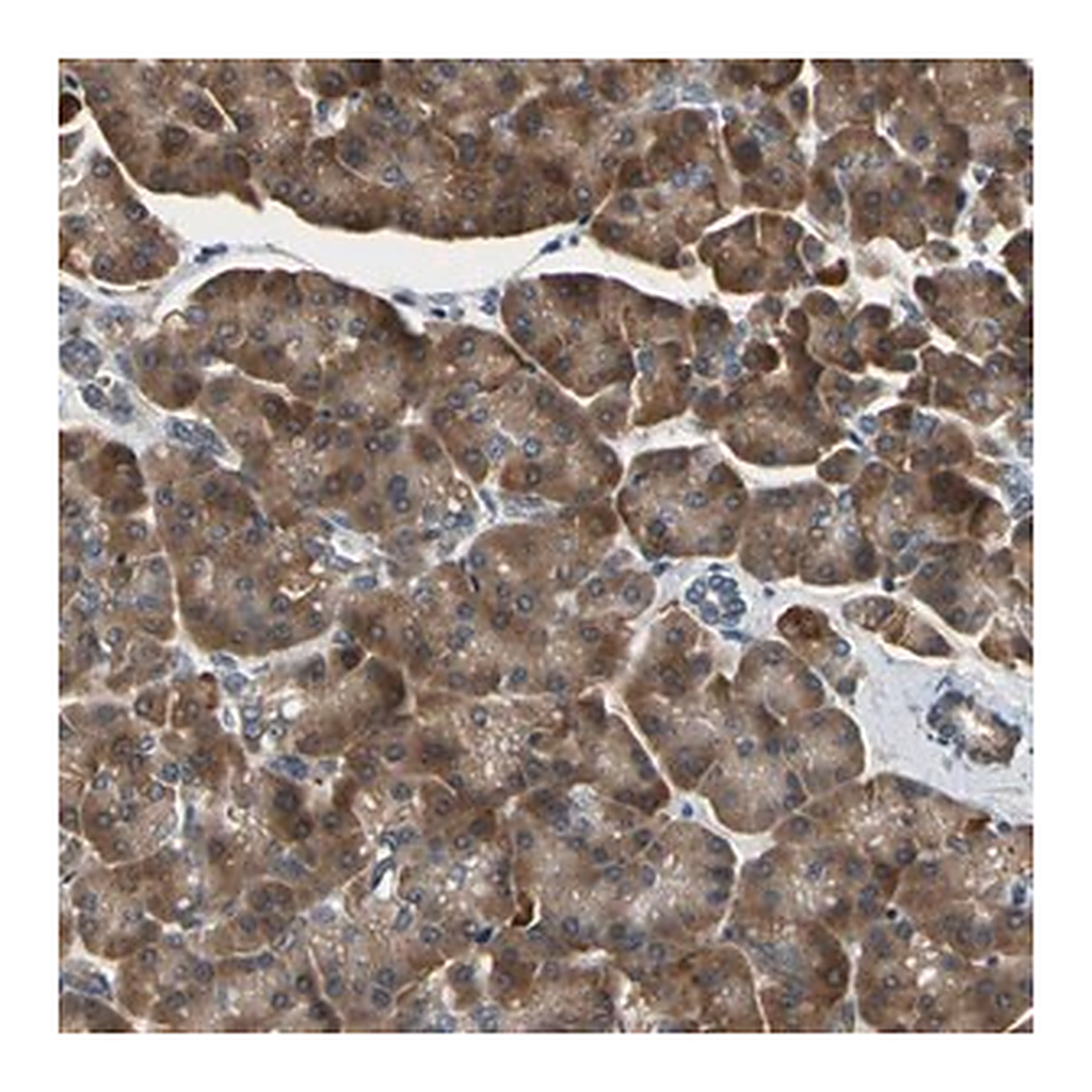 Merck Anti-TMED7 antibody produced in rabbit
