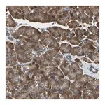 Merck Anti-TMED7 antibody produced in rabbit